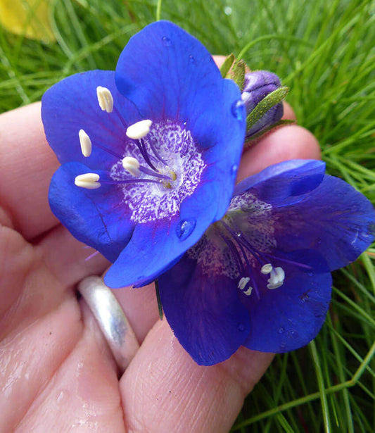 Phacelia viscida Annie's Annuals