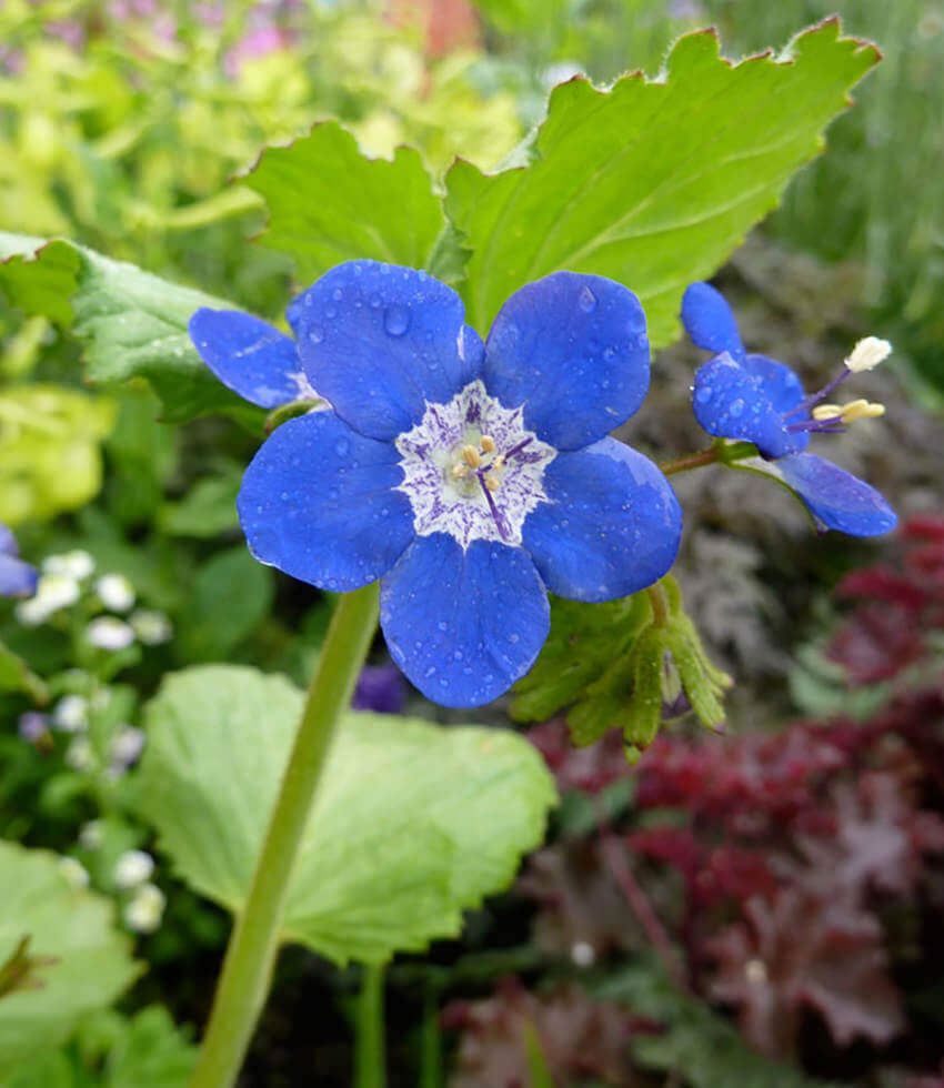 Phacelia viscida Annie's Annuals