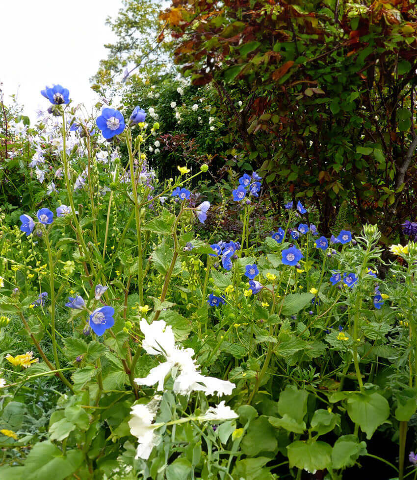 Phacelia viscida Annie's Annuals