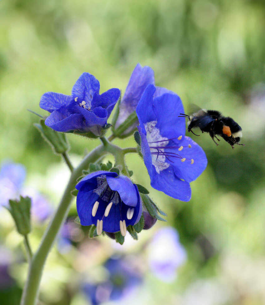 Phacelia viscida Annie's Annuals