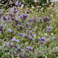 Salvia Clevelandii - Winifred Gilman Grow Organic