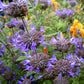 Salvia Clevelandii - Winifred Gilman Grow Organic