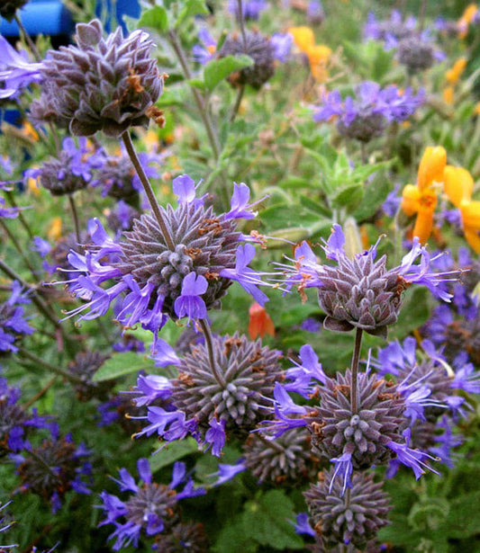 Salvia Clevelandii - Winifred Gilman Grow Organic