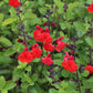 Salvia Greggii - Royal Bumble Grow Organic