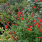 Salvia Greggii - Royal Bumble Grow Organic