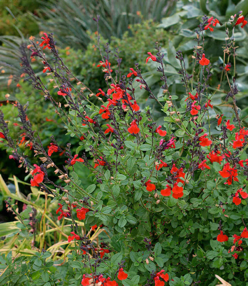 Salvia Greggii - Royal Bumble Grow Organic