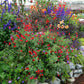 Salvia Greggii - Royal Bumble Grow Organic
