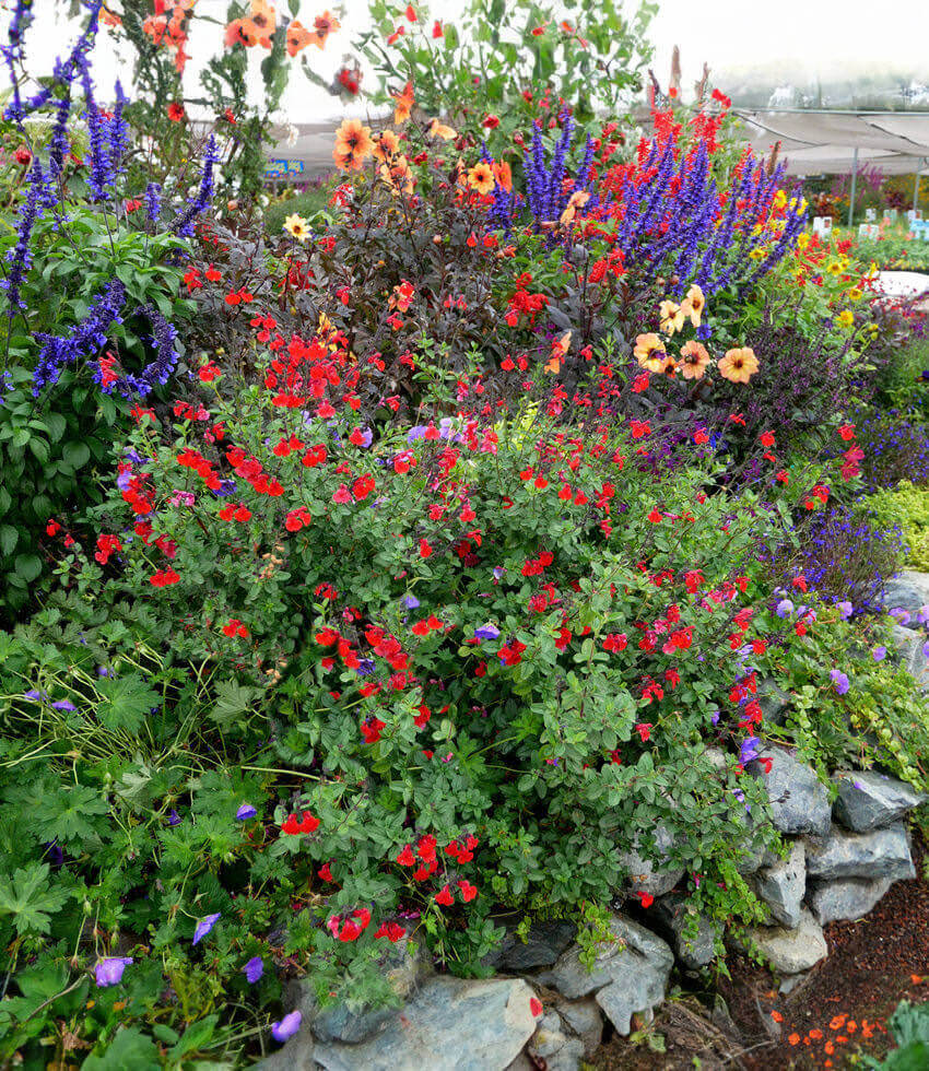 Salvia Greggii - Royal Bumble Grow Organic