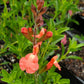 Salvia Greggii - Tangerine Grow Organic