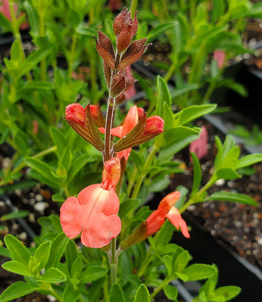 Salvia Greggii - Tangerine Grow Organic