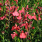 Salvia Greggii - Tangerine Grow Organic