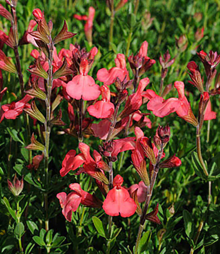 Salvia Greggii - Tangerine Grow Organic