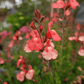 Salvia Greggii - Tangerine Grow Organic