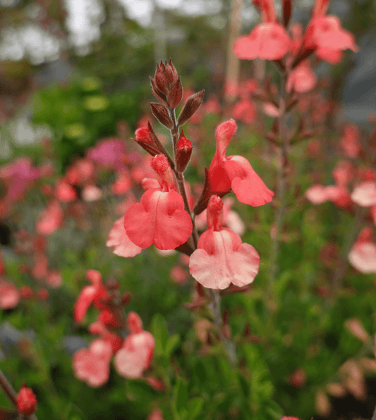 Salvia Greggii - Tangerine Grow Organic