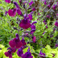 Salvia X Jamensis - Nachtvlinder Grow Organic