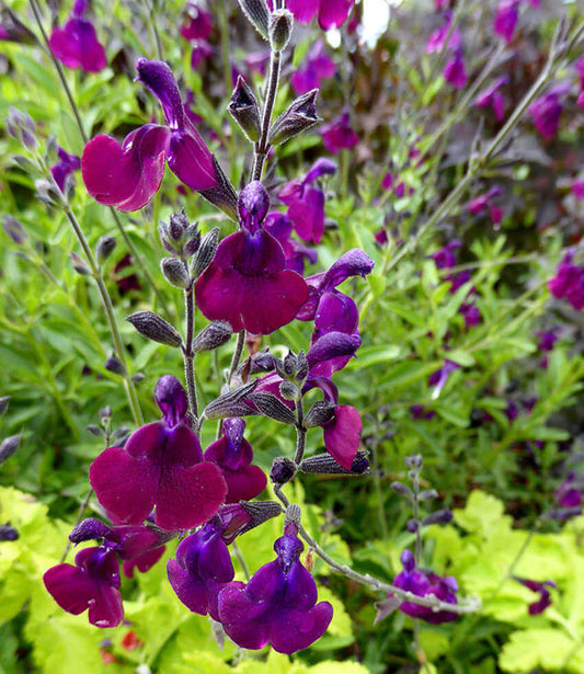 Salvia X Jamensis - Nachtvlinder Grow Organic