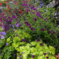 Salvia X Jamensis - Nachtvlinder Grow Organic