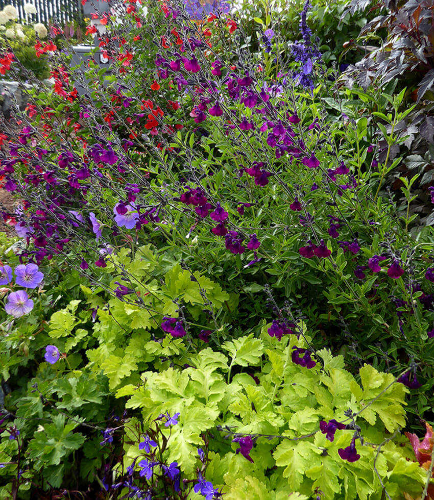 Salvia X Jamensis - Nachtvlinder Grow Organic