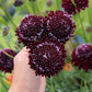 Scabiosa Atropurpurea - Black Grow Organic