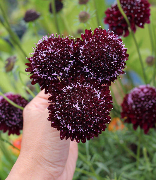 Scabiosa Atropurpurea - Black Grow Organic