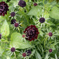 Scabiosa Atropurpurea - Black Grow Organic