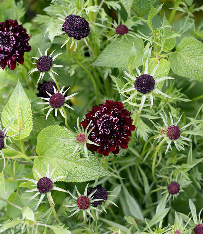 Scabiosa Atropurpurea - Black Grow Organic