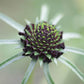 Scabiosa Atropurpurea - Black Grow Organic