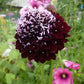Scabiosa Atropurpurea - Black Grow Organic