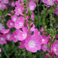 Sidalcea Malviflora - Purpetta Grow Organic