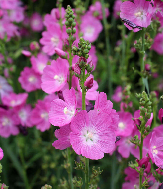 Sidalcea Malviflora - Purpetta Grow Organic