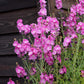 Sidalcea Malviflora - Purpetta Grow Organic