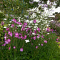 Sidalcea Malviflora - Purpetta Grow Organic