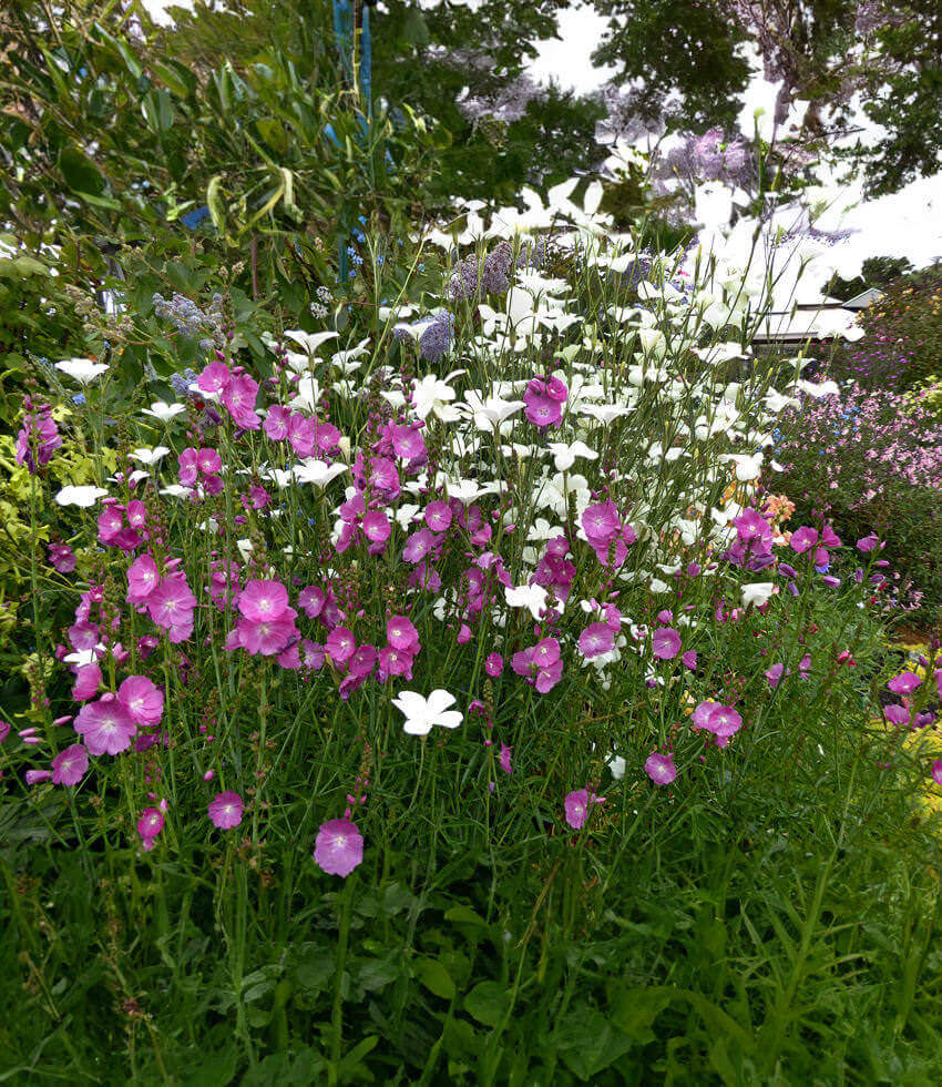 Sidalcea Malviflora - Purpetta Grow Organic