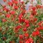 Sphaeralcea - Newleaze Coral Grow Organic