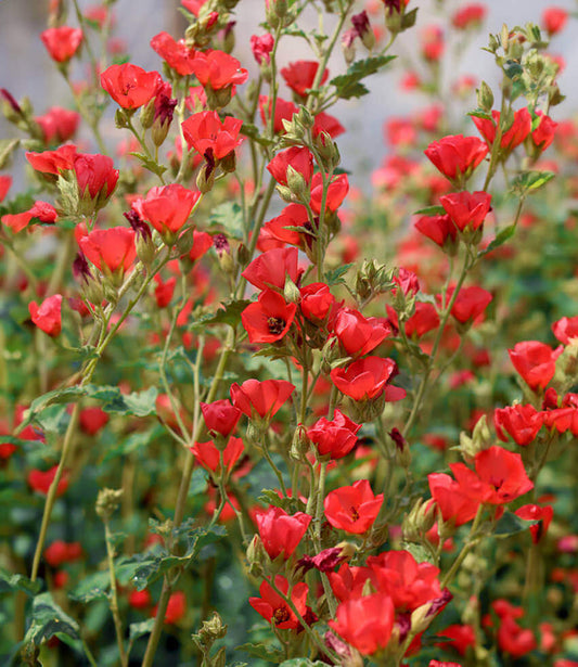 Sphaeralcea - Newleaze Coral Grow Organic