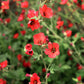 Sphaeralcea - Newleaze Coral Grow Organic