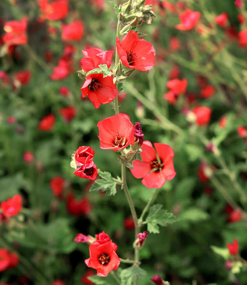 Sphaeralcea - Newleaze Coral Grow Organic