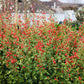 Sphaeralcea - Newleaze Coral Grow Organic