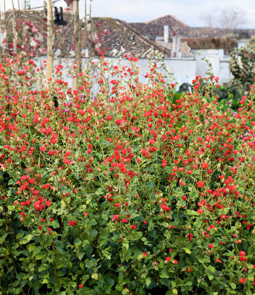 Sphaeralcea - Newleaze Coral Grow Organic