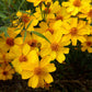 Tagetes Lemmonii Grow Organic