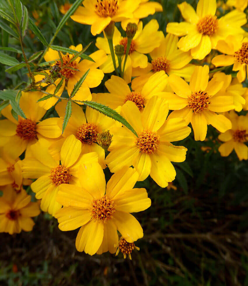 Tagetes Lemmonii Grow Organic