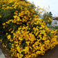 Tagetes Lemmonii Grow Organic