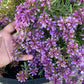Teucrium Aroanium Grow Organic