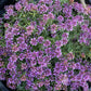 Teucrium Aroanium Grow Organic