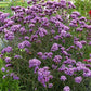 Verbena Bonariensis - Lollipop Grow Organic