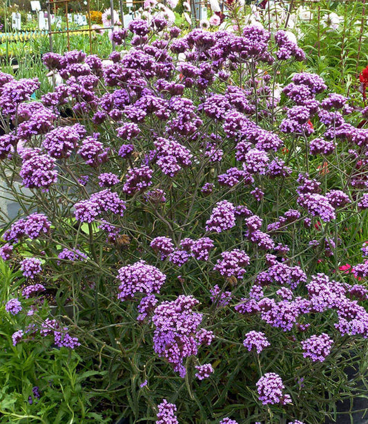 Verbena Bonariensis - Lollipop Grow Organic