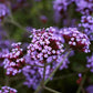 Verbena Bonariensis - Lollipop Grow Organic