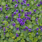 Viola Odorata - Queen Charlotte Grow Organic