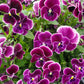Viola - Nature Rose Picotee Annie's Annuals