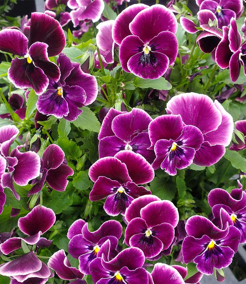 Viola - Nature Rose Picotee Annie's Annuals